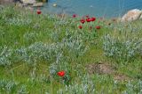 Tulipa suaveolens. Цветущие растения на прибрежном склоне. Крым, Керченский п-ов, Приазовье, Караларская степь. 26.04.2012.