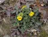 Potentilla fragarioides