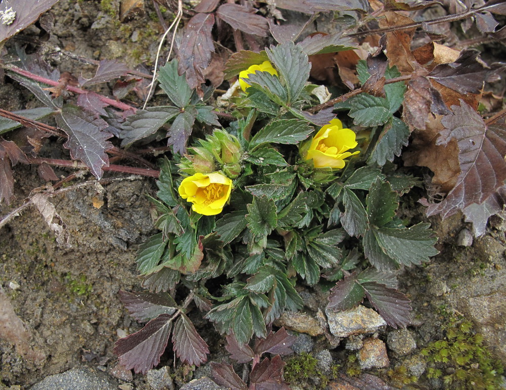 Image of Potentilla fragarioides specimen.