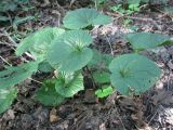 Pachyphragma macrophyllum. Розетка листьев. Украина, Киев, Национальный ботанический сад, ботанико-географический участок кавказской флоры. 13.09.2012.