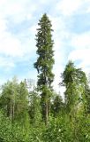 Image of taxon representative. Author is Геннадий Окатов
