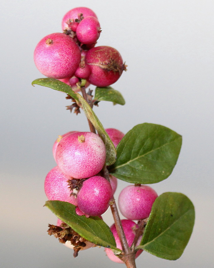 Image of Symphoricarpos × chenaultii specimen.