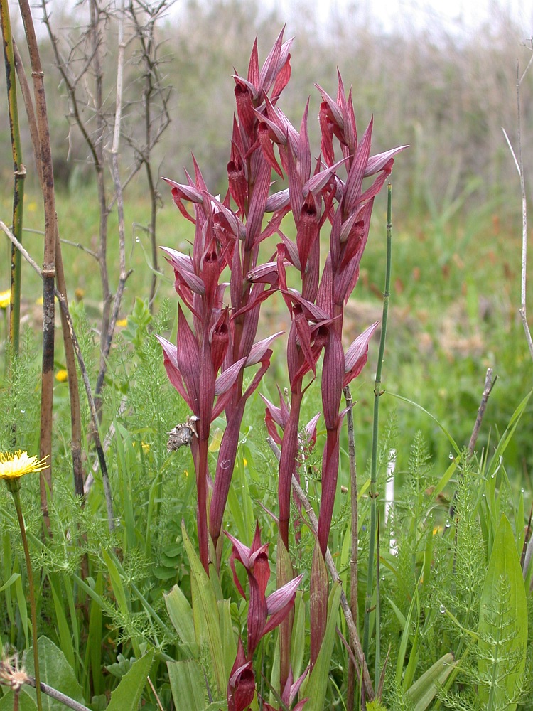 Изображение особи Serapias orientalis ssp. levantina.