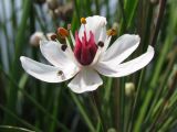 Butomus umbellatus