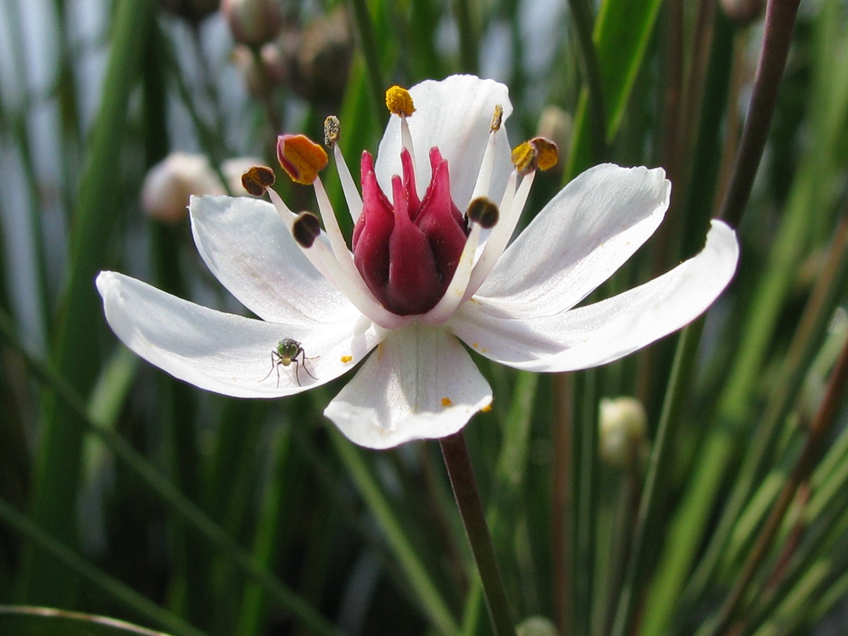 Изображение особи Butomus umbellatus.