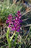 Anacamptis morio subspecies caucasica