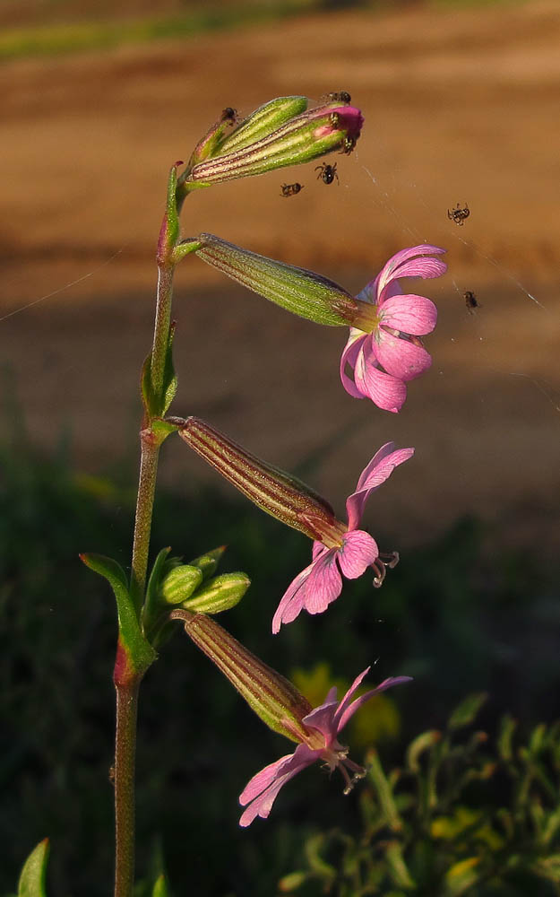 Image of Silene colorata specimen.