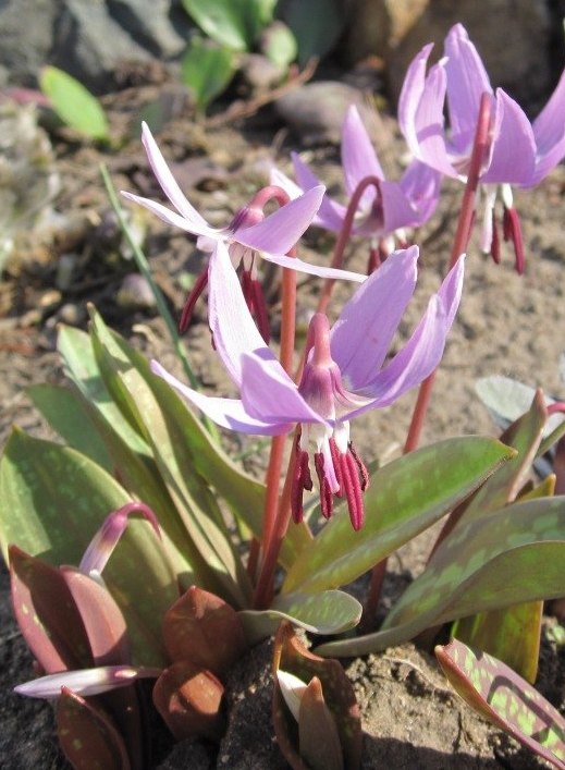 Изображение особи Erythronium sulevii.