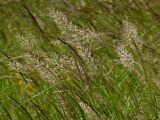 Calamagrostis varia. Раскрывающиеся соцветия. Украина, Закарпатская обл., Свалявский р-н, луг на вершине г. Крыхая. 23 июня 2012 г.