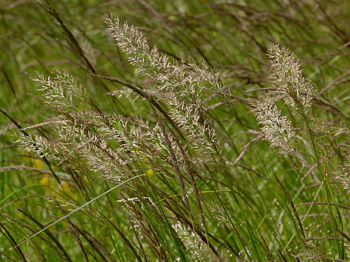 Image of Calamagrostis varia specimen.