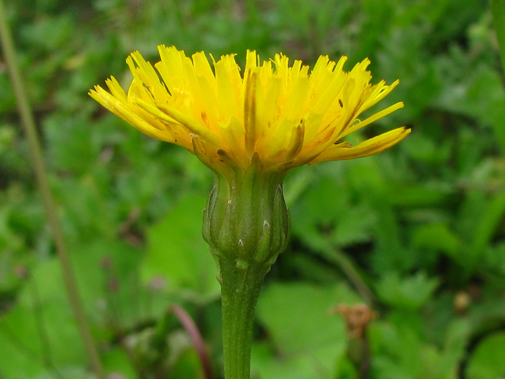 Image of Leontodon hispidus ssp. hastilis specimen.