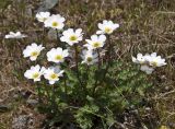 Callianthemum sajanense
