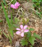 Rubus arcticus