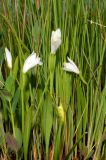 Pogonia japonica