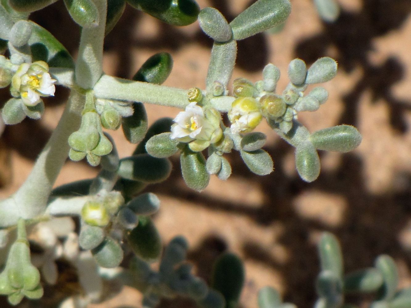 Изображение особи Tetraena alba.