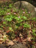 Geranium lucidum. Цветущие растения. Южный Берег Крыма, гора Аю-Даг. 26 апреля 2013 г.