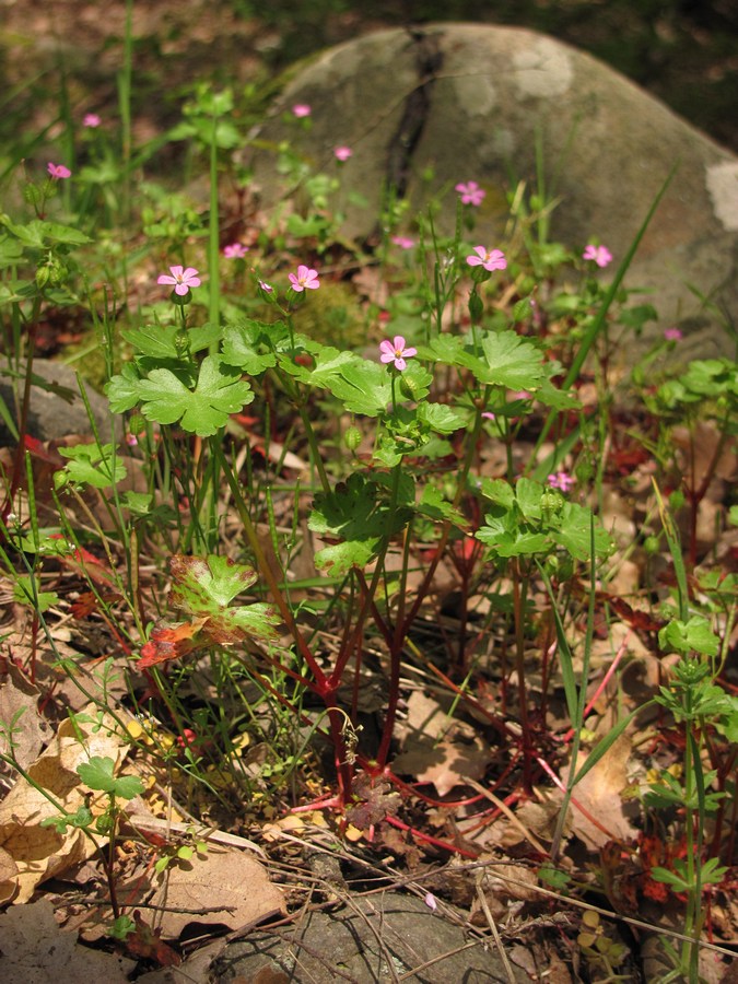 Image of Geranium lucidum specimen.