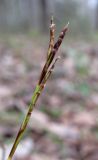 Carex digitata