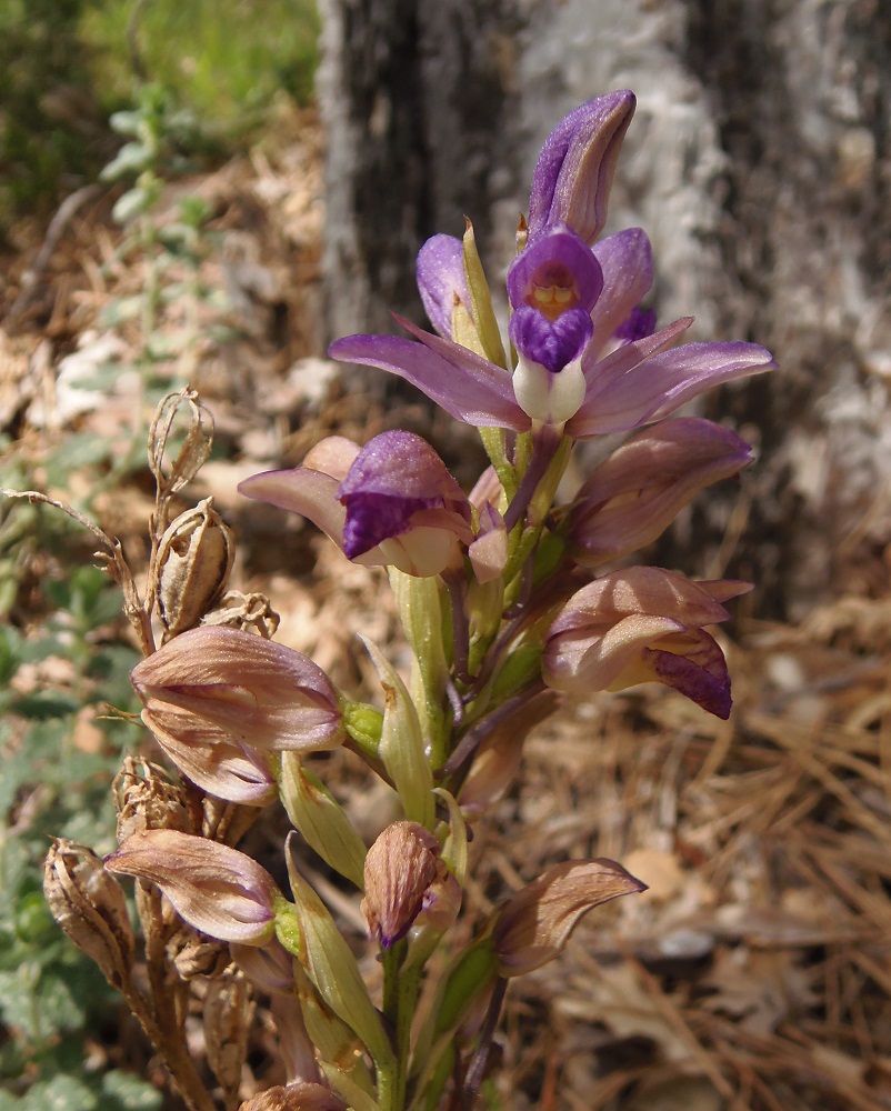 Image of Limodorum abortivum var. viride specimen.