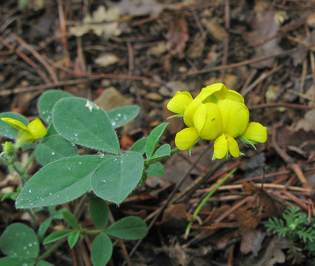 Изображение особи Argyrolobium biebersteinii.