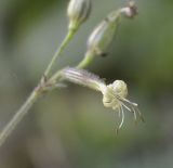 Silene viridiflora