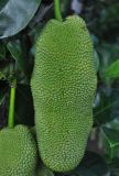 Artocarpus heterophyllus