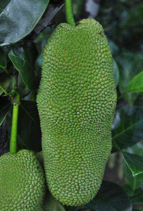 Image of Artocarpus heterophyllus specimen.