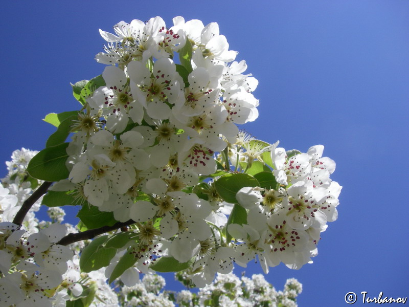 Изображение особи Pyrus elaeagrifolia.