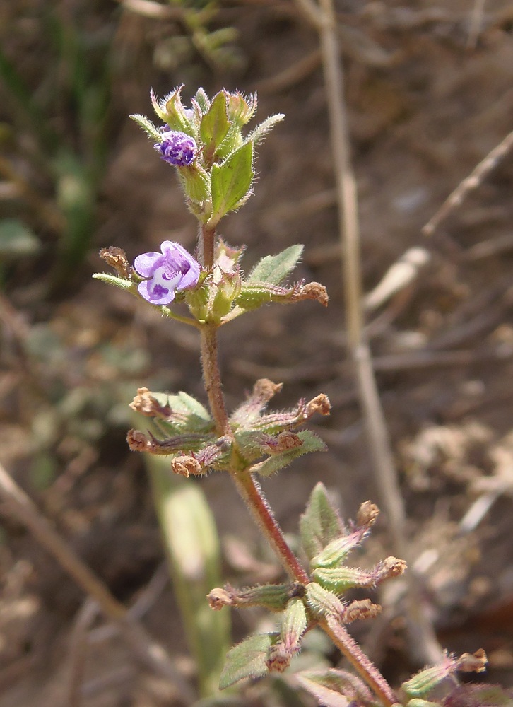 Image of Ziziphora acinos specimen.