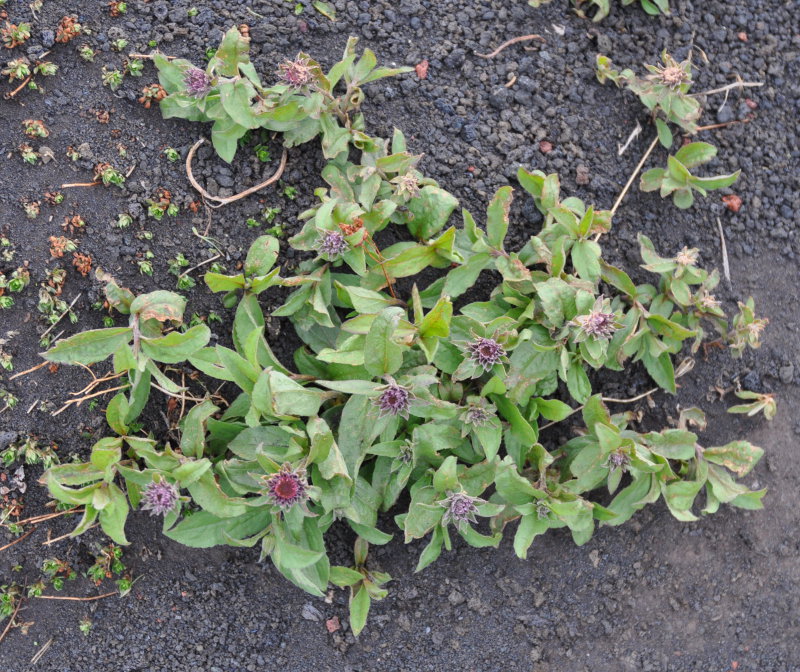 Image of Aster sibiricus specimen.