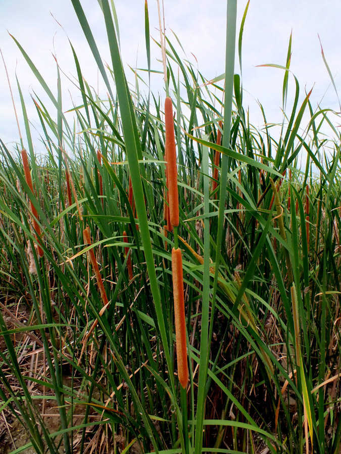 Image of genus Typha specimen.
