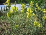 Linaria ruthenica