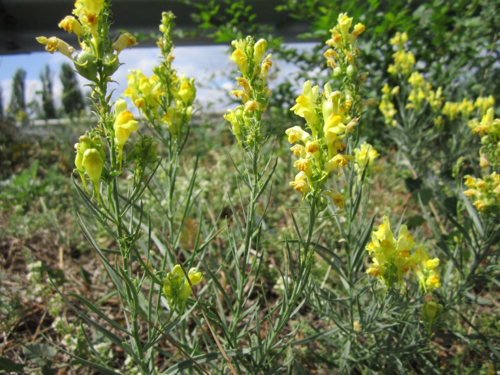 Image of Linaria ruthenica specimen.