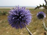 Echinops ruthenicus