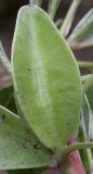 Oenothera macrocarpa