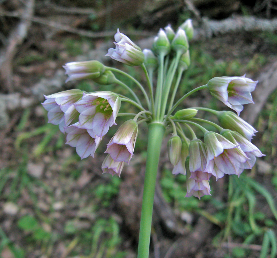 Image of Nectaroscordum bulgaricum specimen.