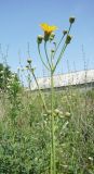 Sonchus подвид uliginosus