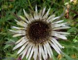 Carlina acaulis. Соцветие. Украина, Ивано-Франковская обл., Косовский р-н, окр. с. Яворов, южный склон г. Терношора. 10 сентября 2013 г.
