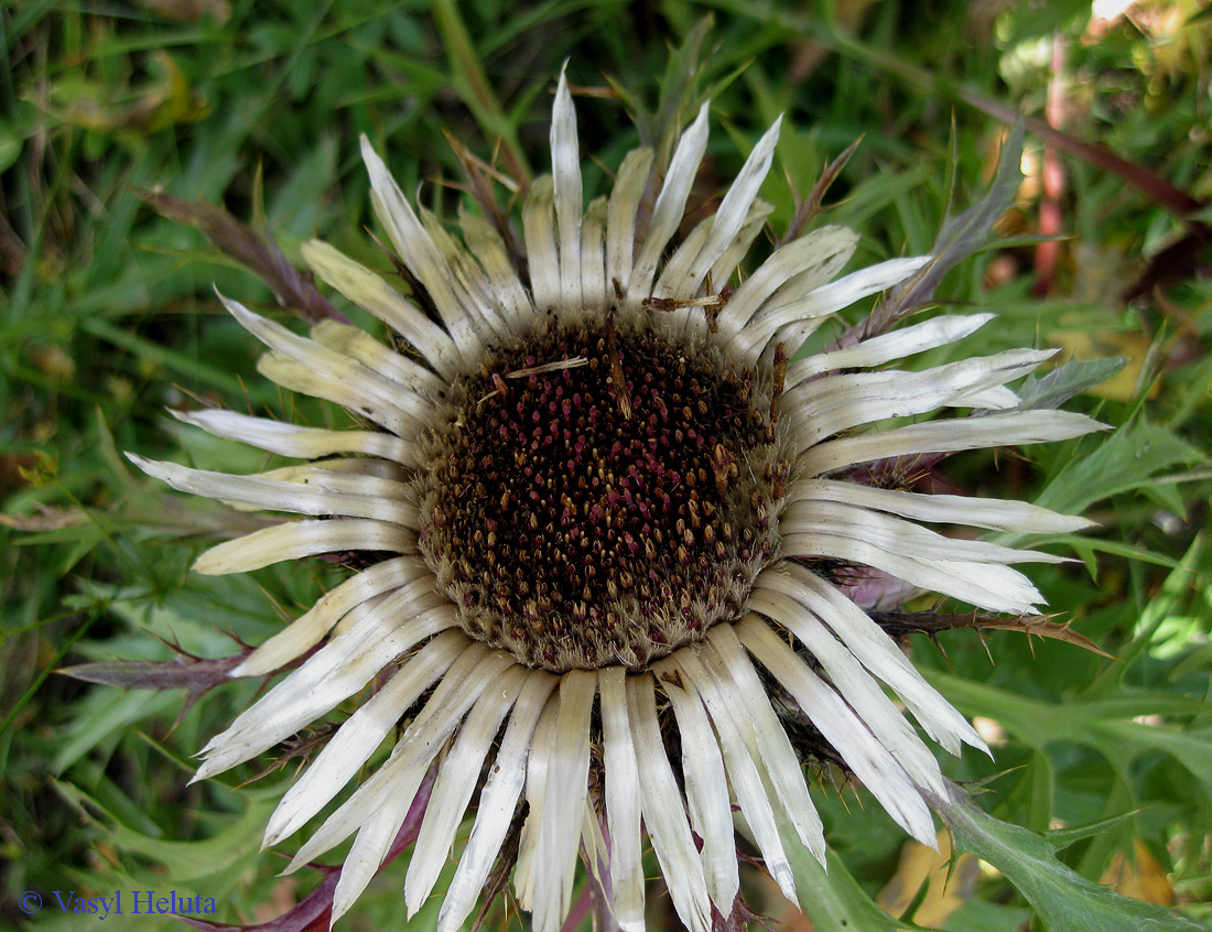 Изображение особи Carlina acaulis.