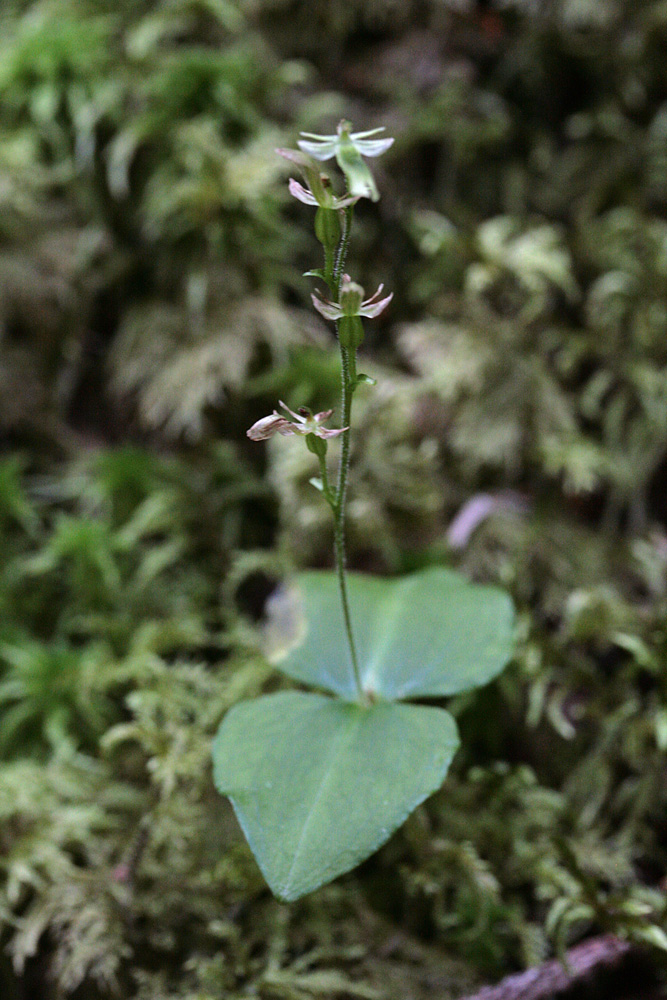 Изображение особи Listera pinetorum.
