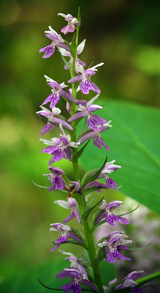 Изображение особи Dactylorhiza urvilleana.