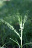 Achillea millefolium. Верхушка вегетирующего растения. Южный Казахстан, хр. Каржантау, ущ. Кызылбулак, левый склон. 27.05.2013.