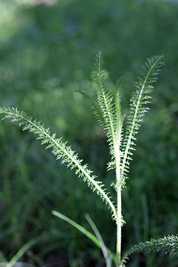 Изображение особи Achillea millefolium.