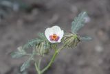 Image of taxon representative. Author is Антон Попович