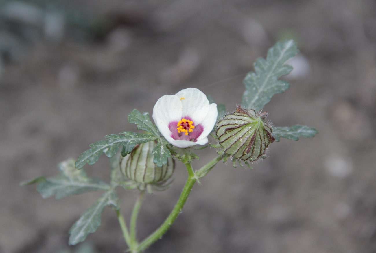 Image of Hibiscus trionum specimen.