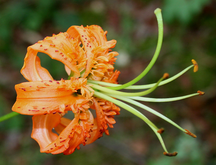 Изображение особи Lilium henryi.