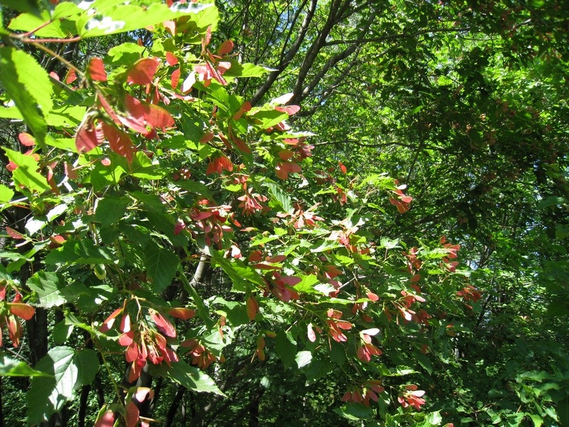 Изображение особи Acer tataricum.