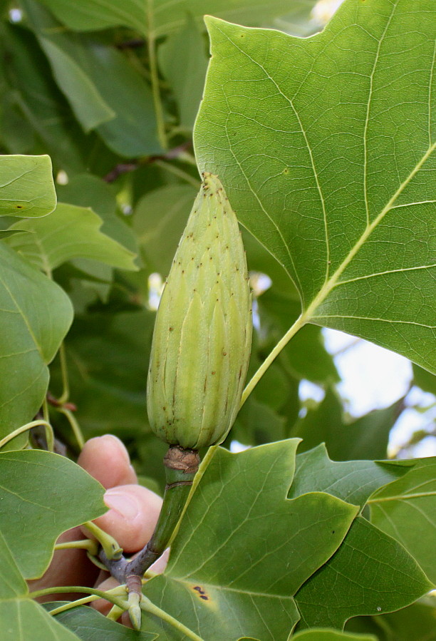 Image of Liriodendron tulipifera specimen.