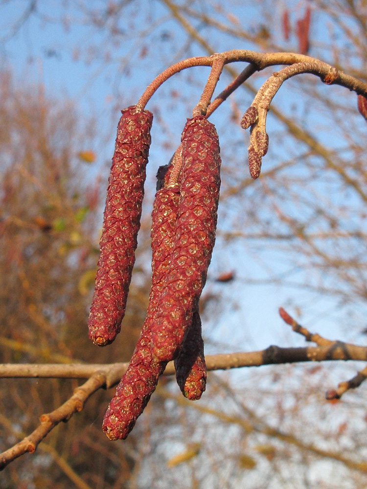 Image of Alnus incana specimen.