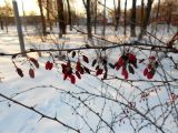 Berberis форма atropurpurea